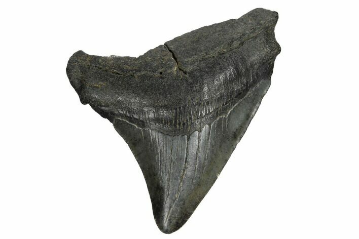 Fossil Megalodon Tooth - South Carolina #170376